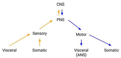 nervous-system-divisions-part-1-summary